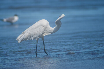 Great White Egret 