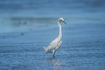 Snowy Egret