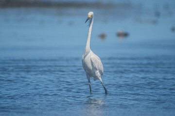 Snowy Egret