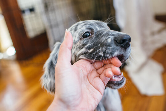 Puppy Bites her Owner's Hand
