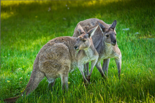Kangeroos grazing