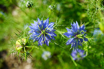 Blue flowers of Love-in-a-mist Nigella