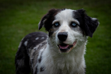 Perro mestizo con mirada tierna  en un pastizal 