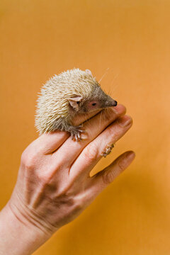 Spiked pet friend