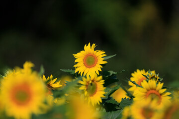 9/20/2020 fausettfarmssunflowersandhummingbirdsSunflowersSunflowers