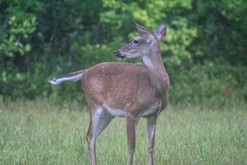 Female Deer