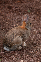 A Brown Rabbit From the Back Side 