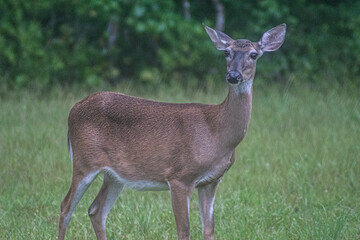 Female Deer