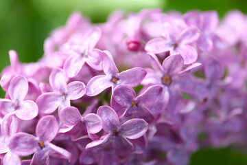 Fototapeta na wymiar Closeup view of beautiful blossoming lilac bush outdoors