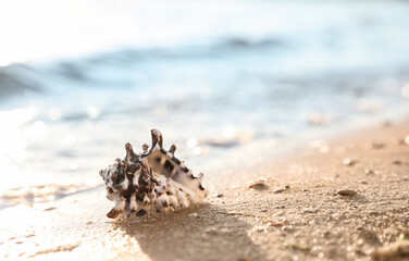 Obraz na płótnie Canvas Beautiful sea shell on sandy beach. Space for text