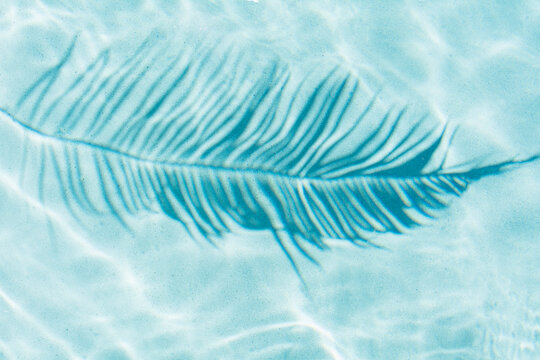 Abstract Palm Frond