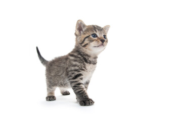 Cute tabby kitten on white background