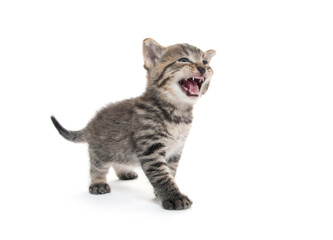 Cute tabby kitten on white background
