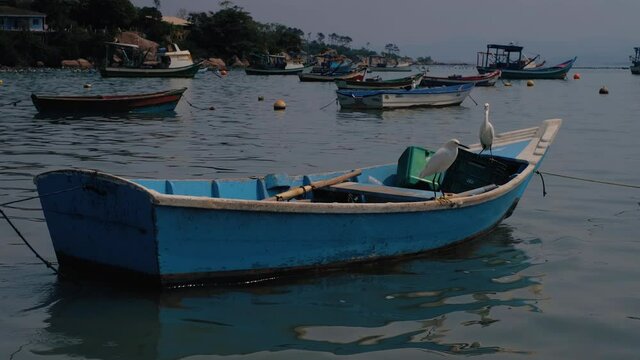 fishing boats in the harbor with white birds 