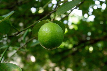 lime on tree