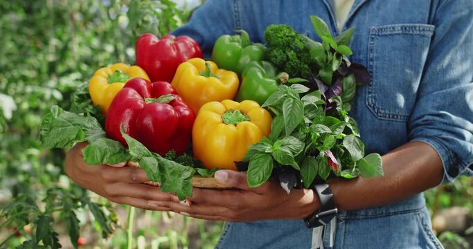 Crop view of african american person holding basket of colourful bell pepers and greenery while standing in greenhouse. Concept of farming and harvest