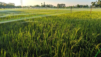 view of green rice fields