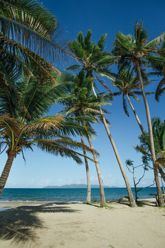 Fiji Beach Palm Trees