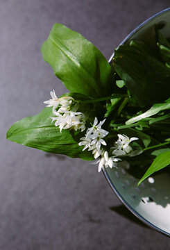 Foraged wild garlic intended for culinary use.