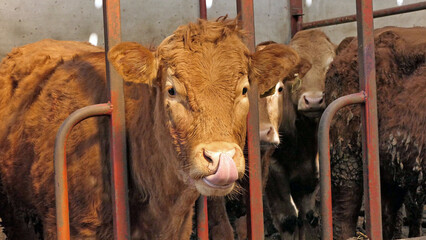 Red cow with long tongue licking her nose in a shed at the farm