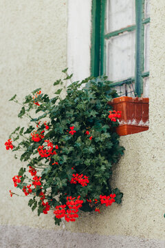 Red pelargonium flowers pot hanging out of window in italian village steet