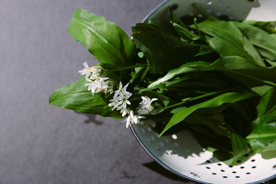 Foraged wild garlic intended for culinary use.