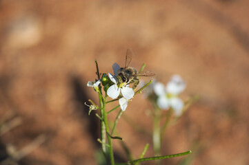 A worker bee on a white wildflower, unfocused background with copy space