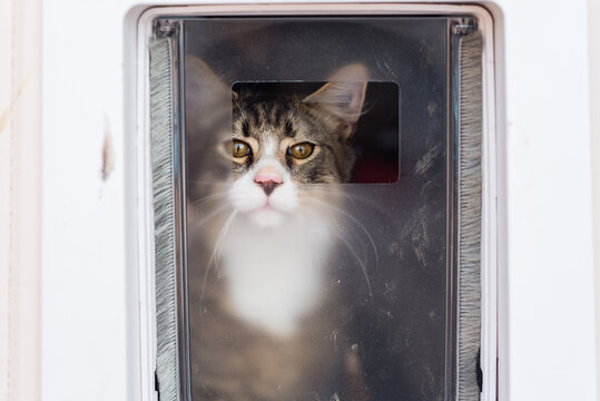 cat looking through clear flap of cat door