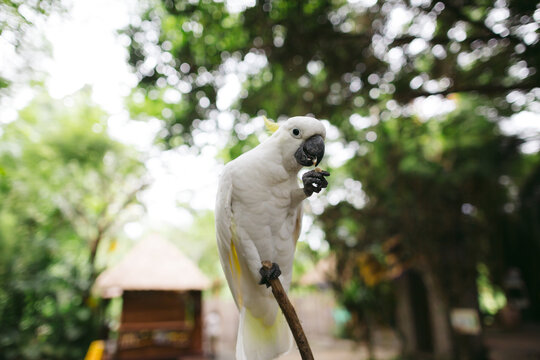 White parrot at the zoo