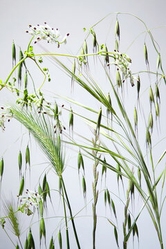 Spring Wild Grasses