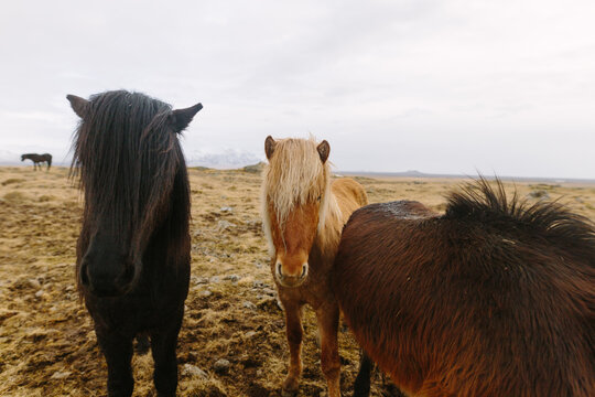 Icelandic Horses