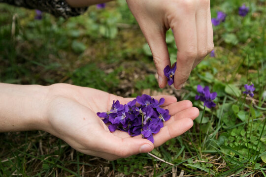 Gathering wild violets