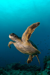 Obraz na płótnie Canvas Galapagos green sea turtle,Chelonia mydas