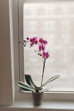 Orchid on a windowsill