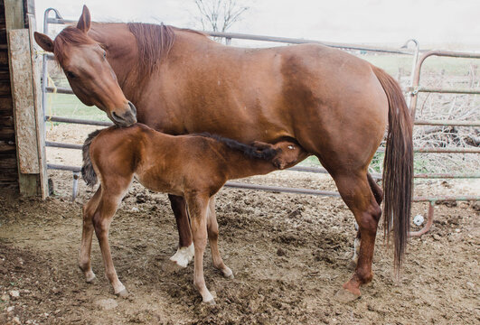 newborn filly and mare