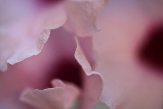 Intentionally Soft Focused Image of Three Pink Flowers