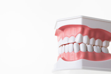 白い背景に浮かんだ歯の模型