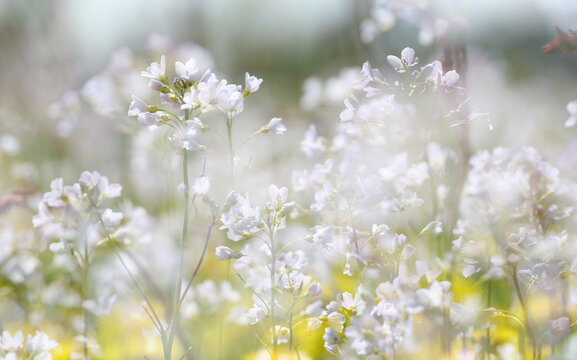 The blurred view while lying down in a field of wildflowers