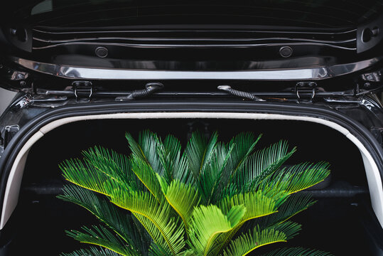 Ornamental plants in the car