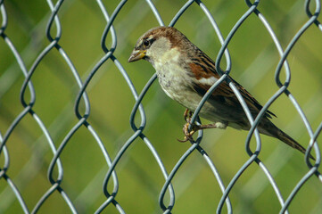 Gorrión Doméstico en alambrado de seguridad