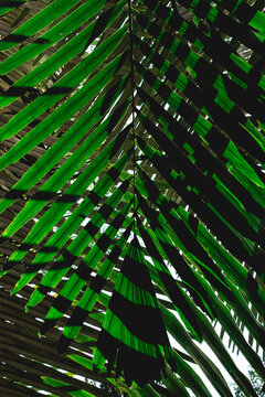 Arenga pinnata