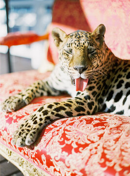 Leopard at the event