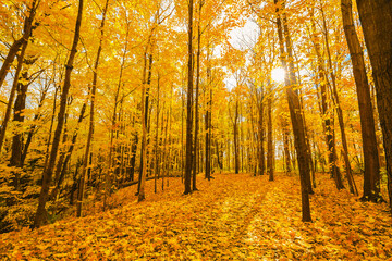 Majestic beautiful yellow golden color, inviting natural autumn forest landscape in the morning, background 