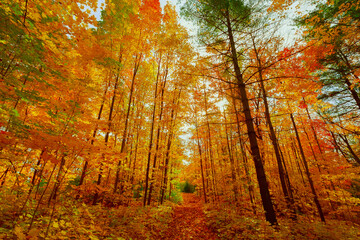 Nice beautiful, inviting natural colorful autumn season forest in the morning, landscape background
