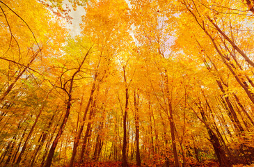  beautiful ,golden colored , autumn cozy warm forest in October