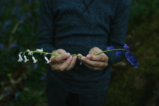 Same but different. Hands holding a white and a blue bluebell.