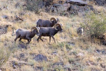 sheep in the mountains