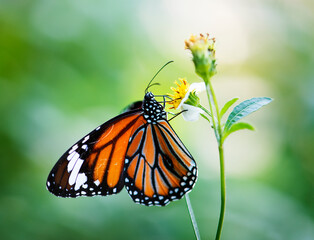 Close-up butterfly with flowers
