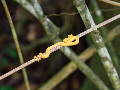 Venomous Snake