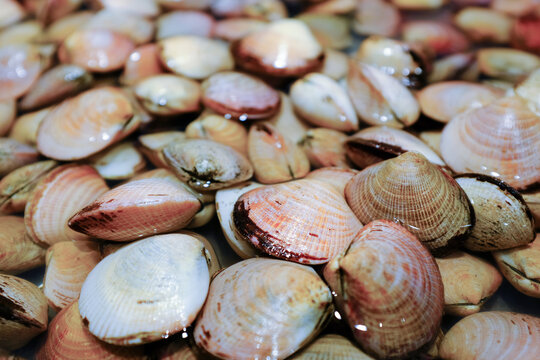 full frame shot of seashells